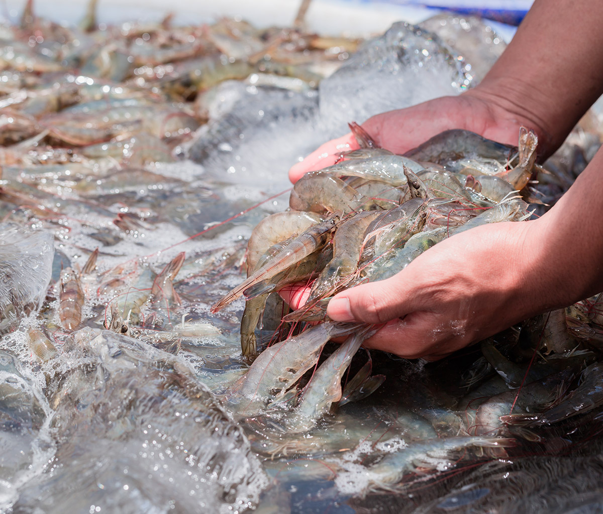 Seleccion y control de calidad en origen.